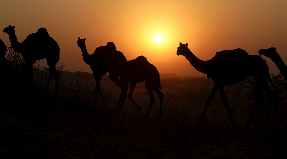 Wielbłądy wracające do domu (Pushkar Camel Fair)